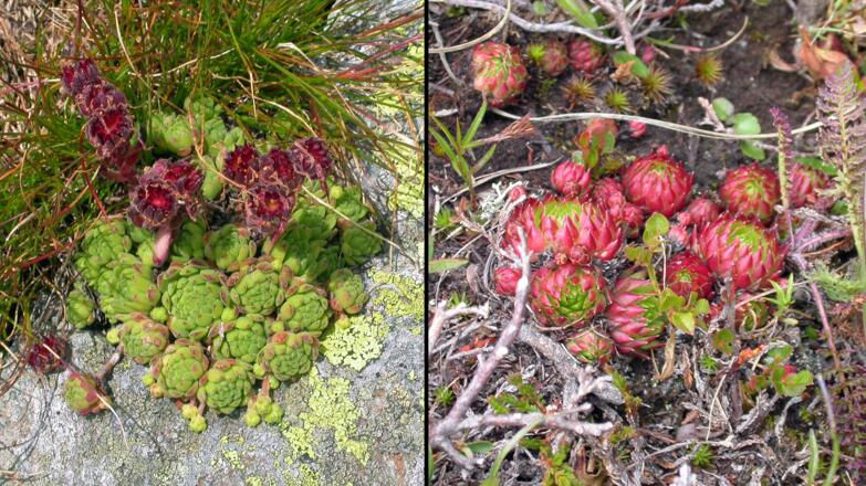 Berg-Hauswurz und Jovibarba