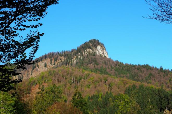 Gipfelziel Donnerstein, Forststraße ca. 700m