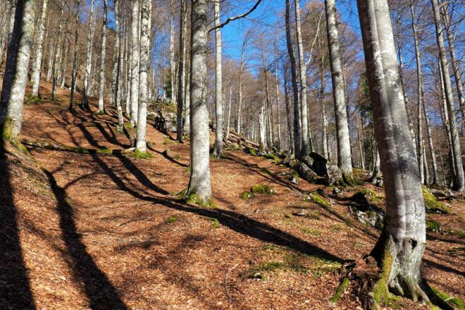 Anstieg im Buchenwald, rechts um 1165m