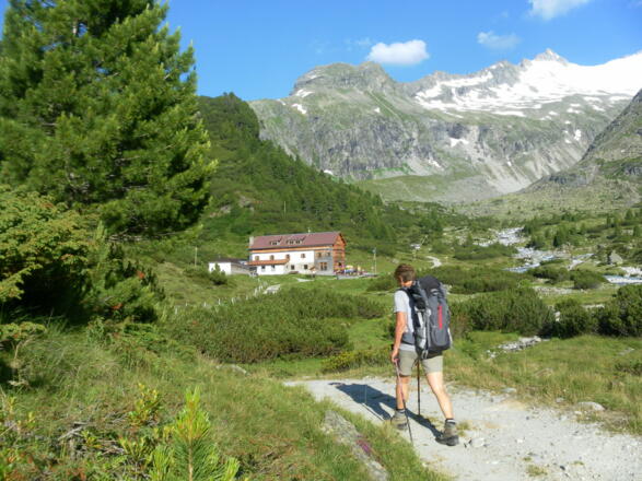 Alpenrose auf der Waxeggalm