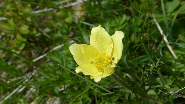 Gelbe Alpen-Küchenschelle