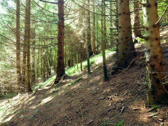 Querung neben dem Zaun zum Ziehweg 675m