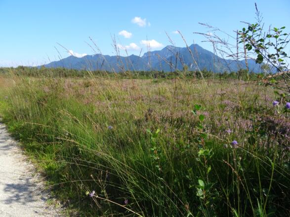 Heideblüte am Moorrundweg Kendlmühlfilzen