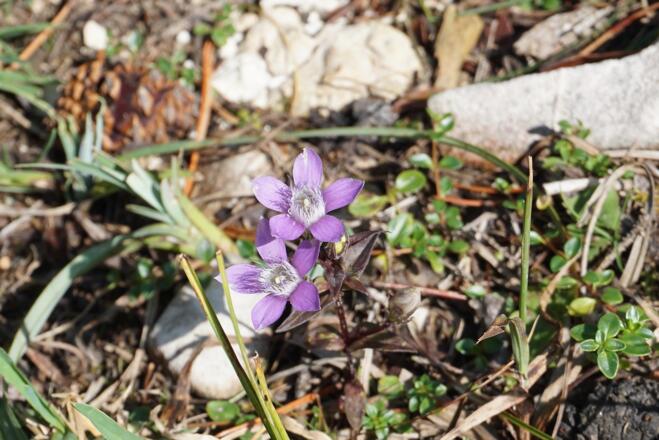 Deutscher Enzian am Wegrand
