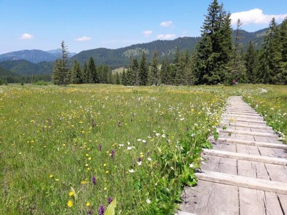Blumenpracht neben dem Moosweg