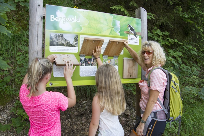 Infotafeln zum Bergwald