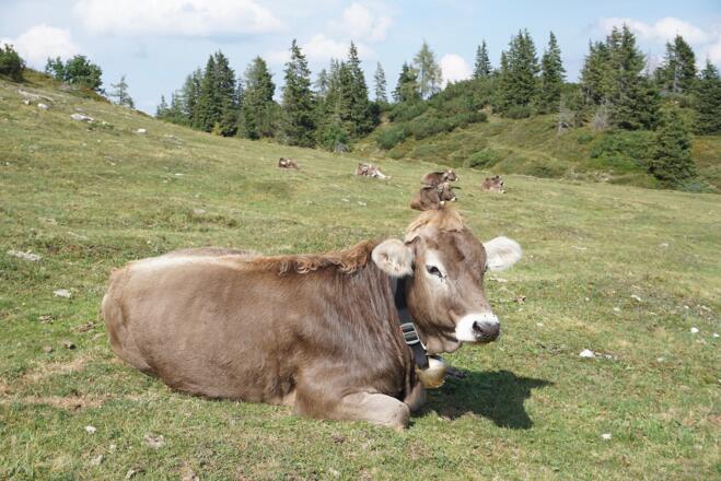 Durchkaseralm-Rinder