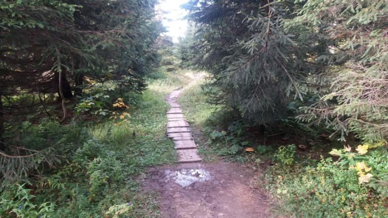 Holzplatten helfen die Feuchtigkeit zu überwinden. 