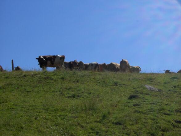 Fleckvieh grast auf der Bergweide.