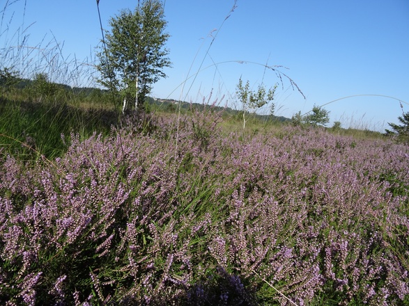 Heideblüte in der Kendlmühlfilzen