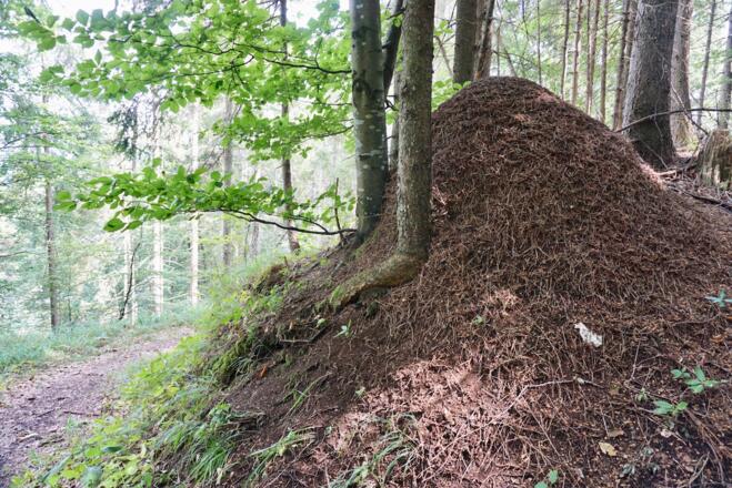 Ameisenhaufen am Weg