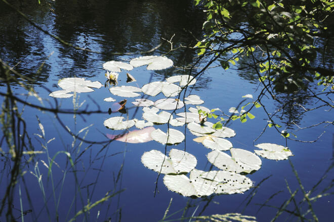 Seerosenfeld im Weiher