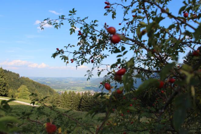 Herbst auf den Grassauer Bergen