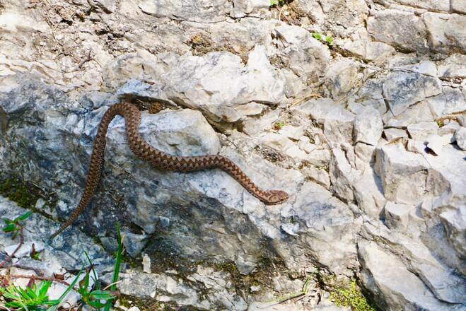 Kreuzotter neben dem Weg