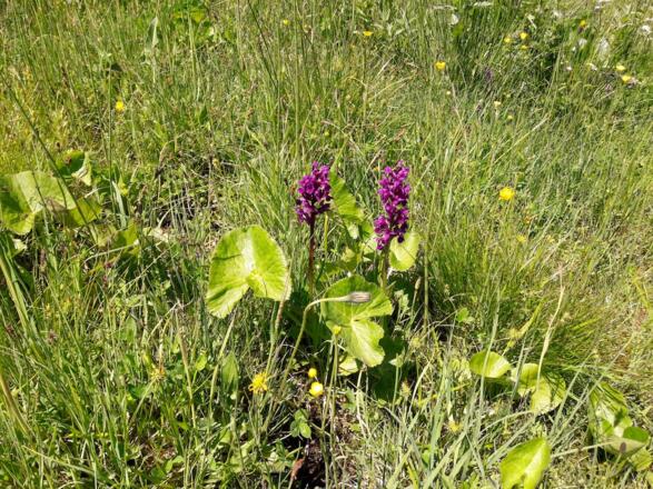 Knabenkraut neben dem Moosweg