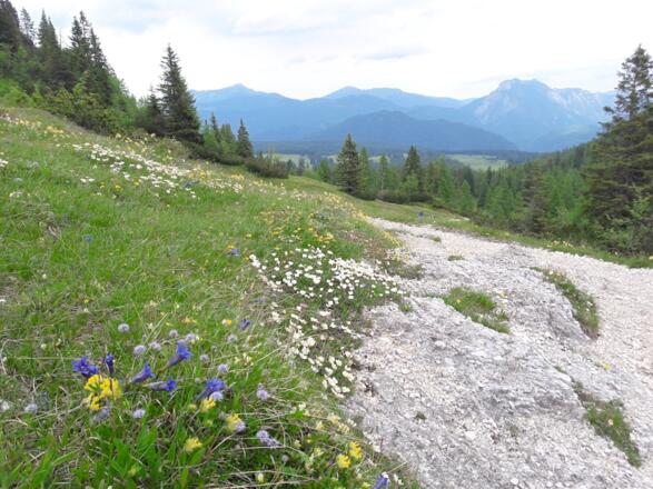 Steig Richtung Obere Hemmersuppenalm und Seegatterl