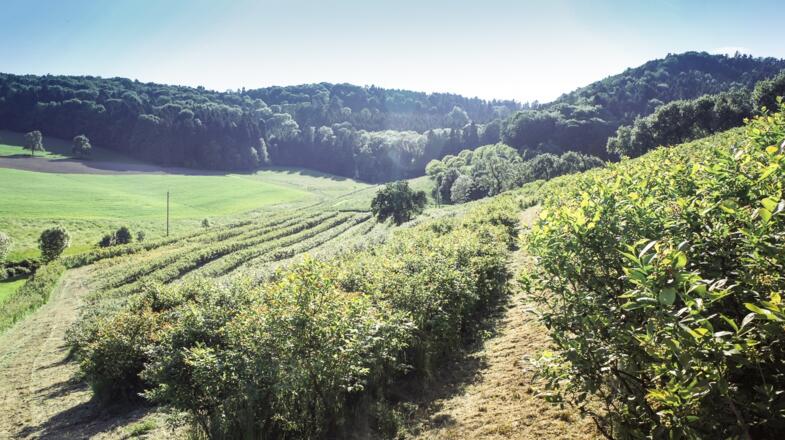 Weitsicht Beerenberg