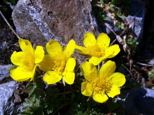 Gletschernelkenwurz auf der Muräne