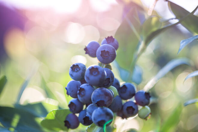 Bio-Heidelbeeren vom Beerenberg