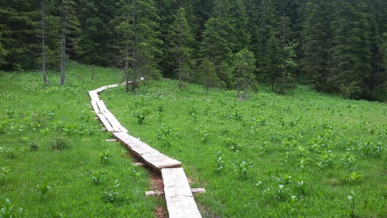 Seit 2016 kann man ein sumpfiges Gelände leichter überwinden.