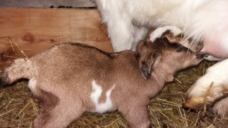Bergalm Familie Walkner St. Koloman Ziege 3