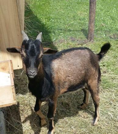 Bergalm Familie Walkner St. Koloman Ziege 1