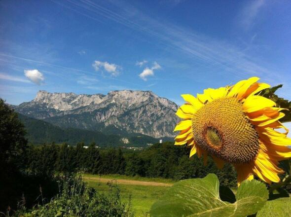 Gasthof Pension David Aussblick auf den Untersberg