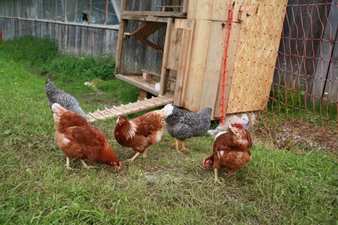 Hühner am Lämmerhof