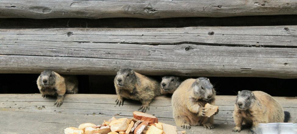 Alpengasthaus Fellimännle