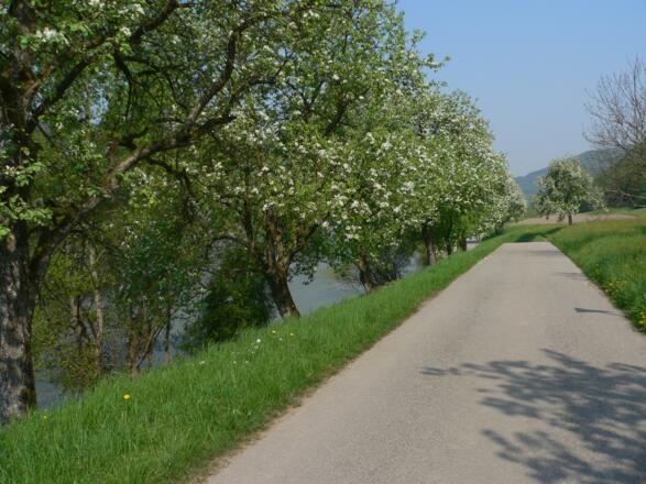 Der Donauradweg