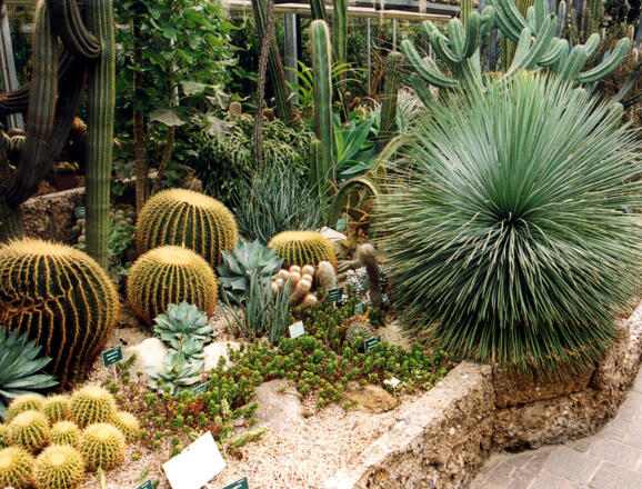 Kakteensammlung Botanischer Garten(c)Stadt Linz.jpg