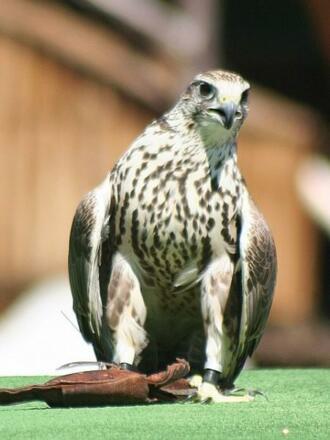 Falknerei-Burg-Obernberg
