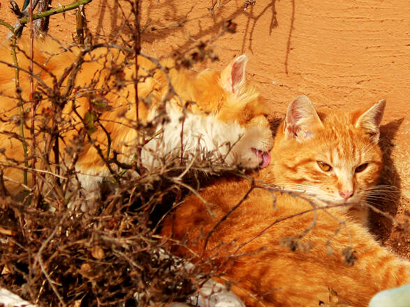 Familienbauernhof Christa