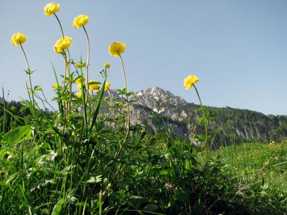 Fotowettbewerb Zahmer Kaiser Berge