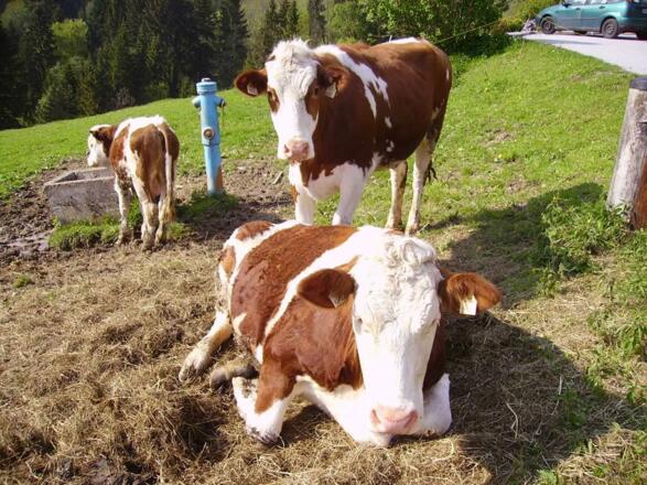 Unsere Kühe