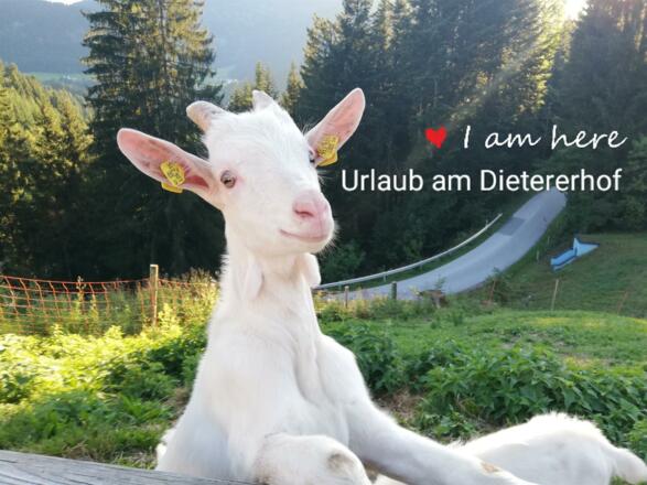 Unsere Ziege