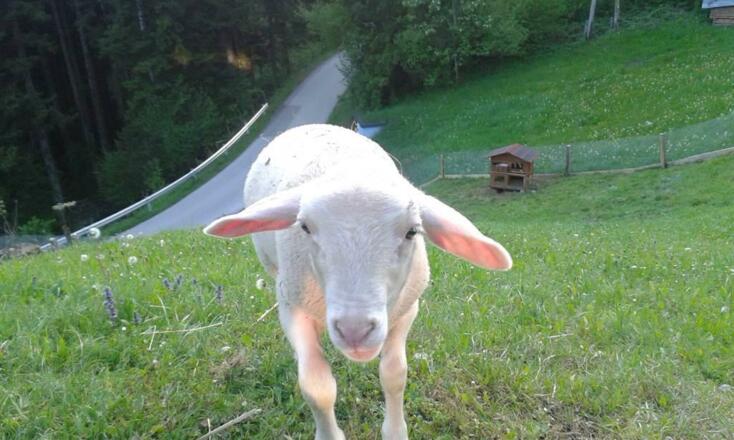 Unsere Ziege