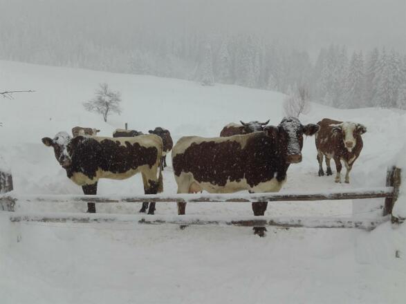 Auch die Kühe lieben Schnee
