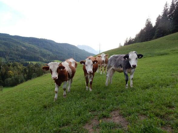 Kälber auf der Weide