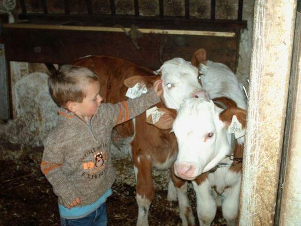 Philipp mit Kälbern