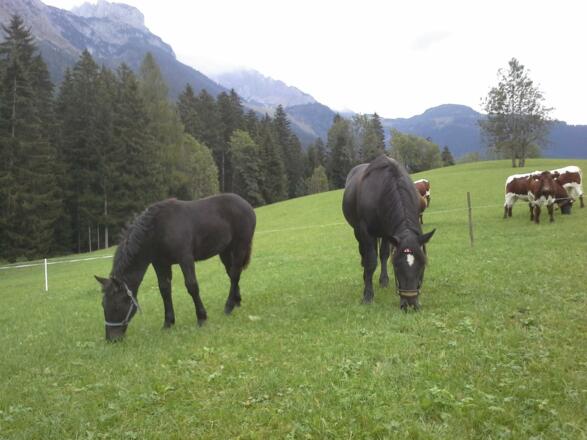 Unsere Tiere auf der Weide