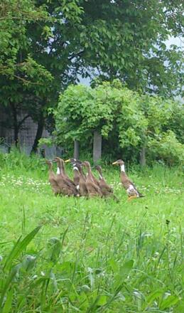 Unsere Schneckenfresser