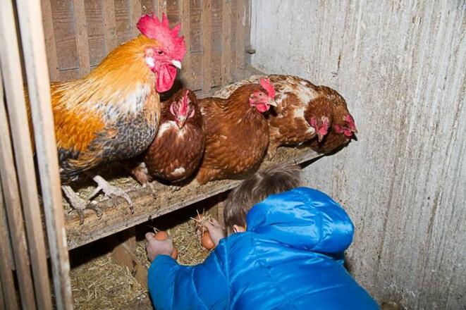 Karl sammelt Eier für das Frühstück