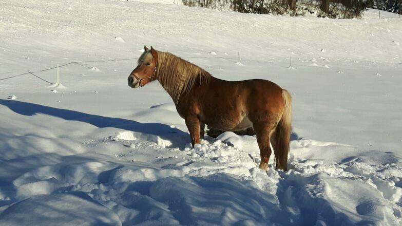 Ferienwohnung Sally1