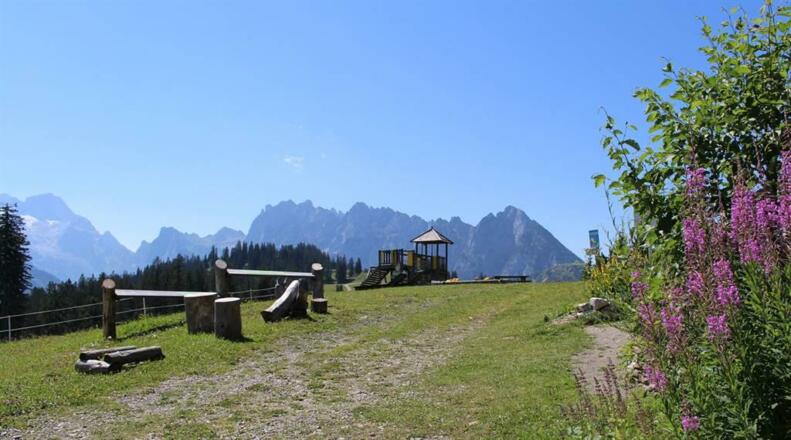 Alpengarten Gosaukamm