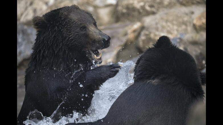 Wild- &amp; Erlebnispark Ferleiten erleben ...