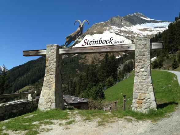 Steinbock Revier