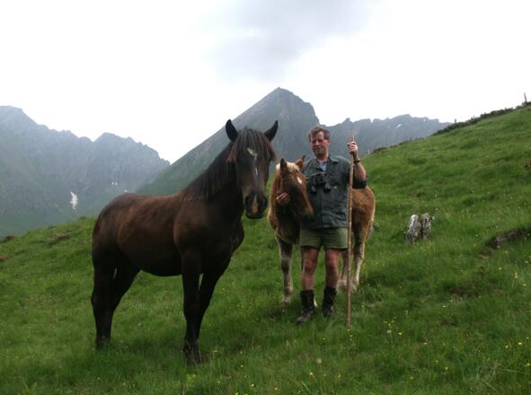 Pferde auf der Schaunbergalm