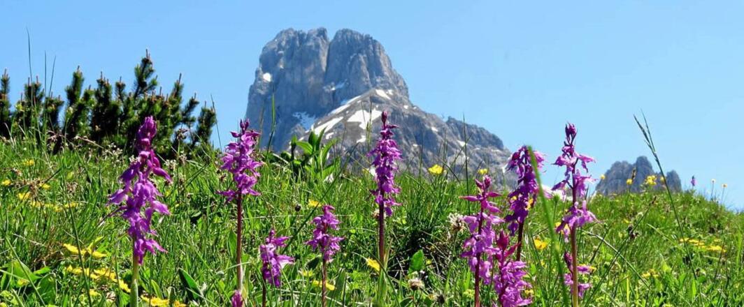 csm_annaberg-bischofsmuetze_f387a98038