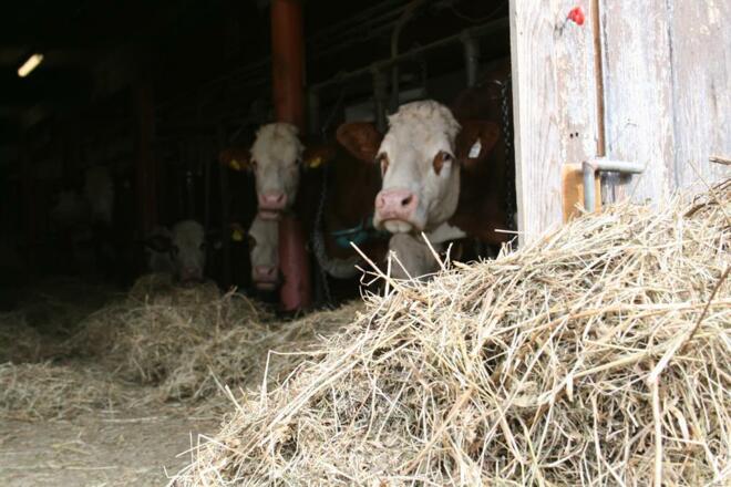 Milchvieh am Steinerhof